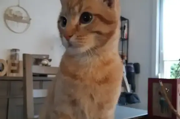 Chaton trouvé à Lomme, non pucé - photo