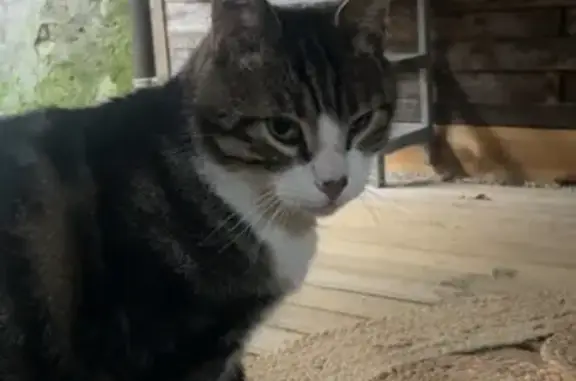 Chatte tatouée retrouvée à Friville - photo