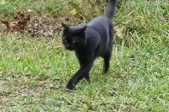 Chat noir amical trouvé à Vaucouleurs - photo