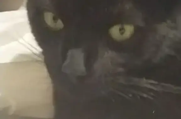 Help Find Onyx: Lost Black Cat, Gold Coast