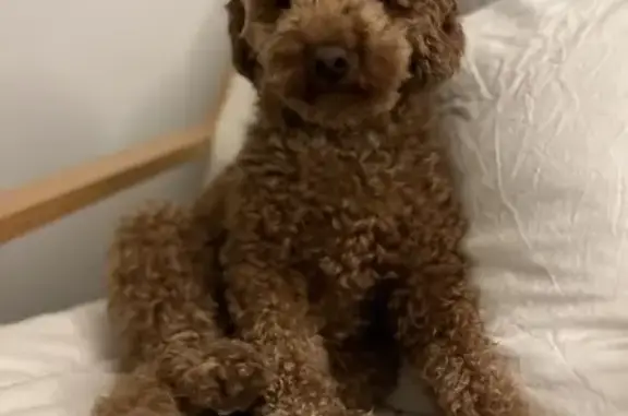Lost Red Schnoodle Evie - Help Find Her!