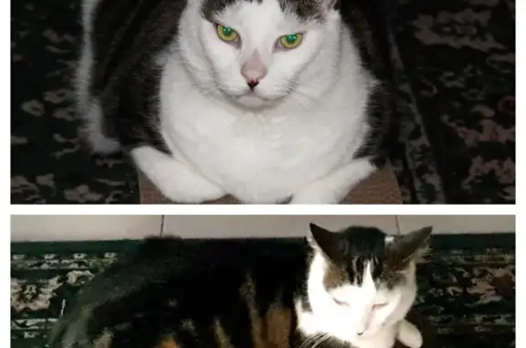 Missing cat , photo: Lost Cat Alert: Jupiter Crescent #40, Casey