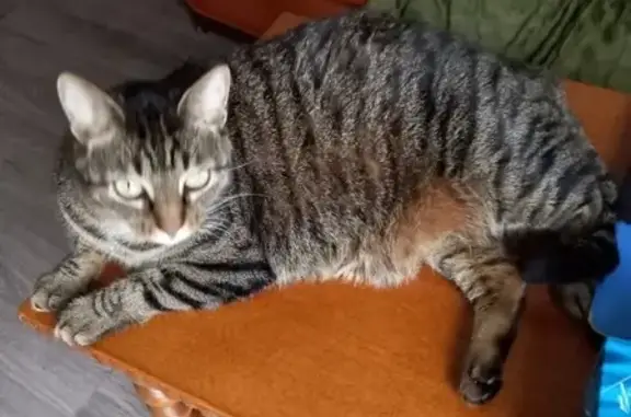 Animaux perdus Lavelanet, photo: Chatte craintive perdue à Lavelanet