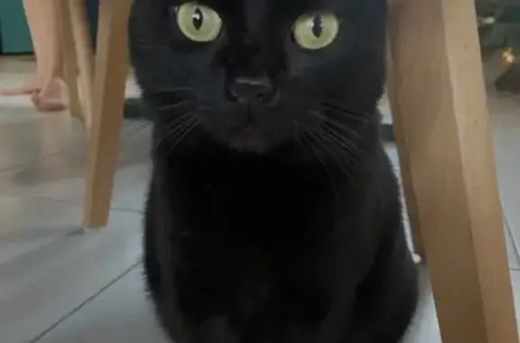 Chat perdu, Champagné, photo: Chatte noire perdue à Champagné