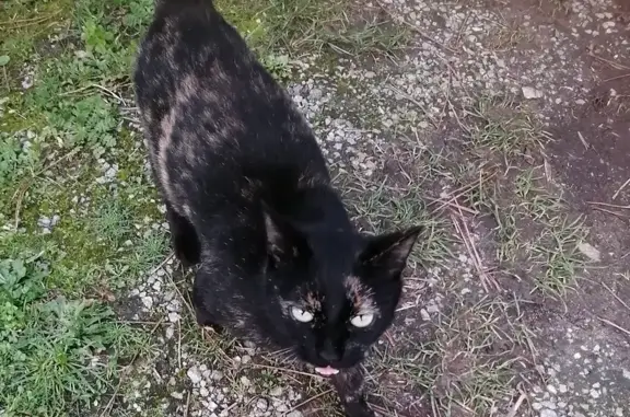 Chat trouvé à Loperec, docile - photo