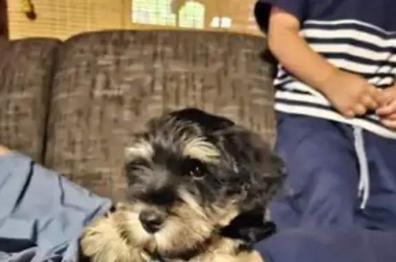 Lost Puppy Alert: 9-Week Schnauzer in Pretoria!