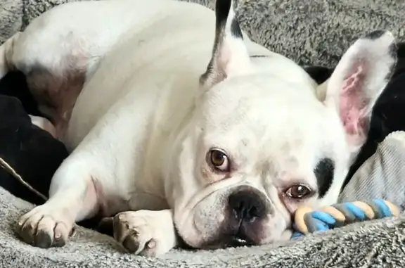 Chien perdu Fontaine, photo : Oggy, bouledogue perdu au Drac