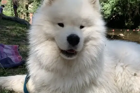Chien perdu Vesseaux, photo : Okky, Samoyède blanc perdu