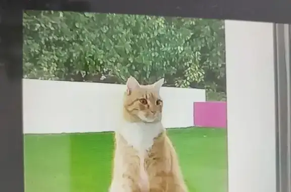 Animaux perdus Nîmes, photo: Chat tigré roux perdu à Nîmes