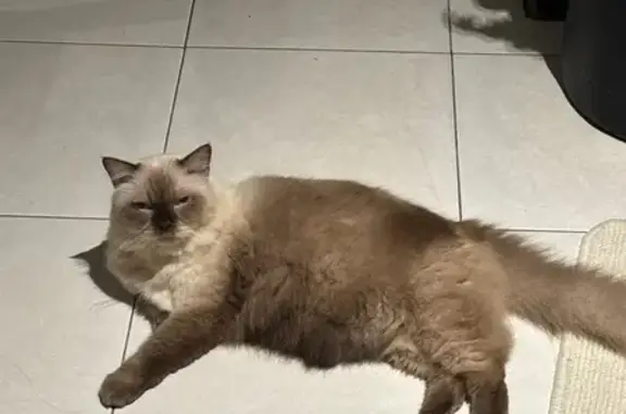 Lost Seal Point Raggamuffin Cat - Jurong West