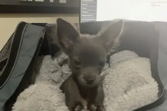 Lost Chihuahua on Clubhouse Dr #40 - Help!