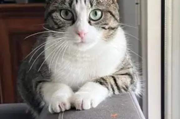 Chat perdu, Bar-le-Duc, photo: Chatte Minette perdue à Bar-le-Duc