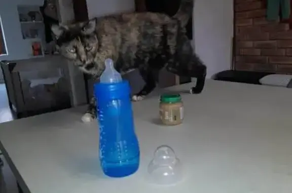 Chat perdu, Trie-sur-Baïse, photo: Chatte écaille perdue à Trie