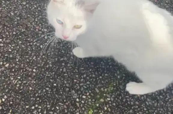 Chat infesté doux trouvé à Mont-de-Marsan - photo