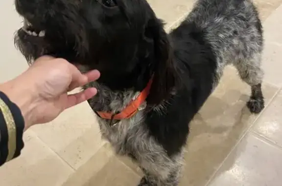 Chien Drahtaar perdu retrouvé - photo