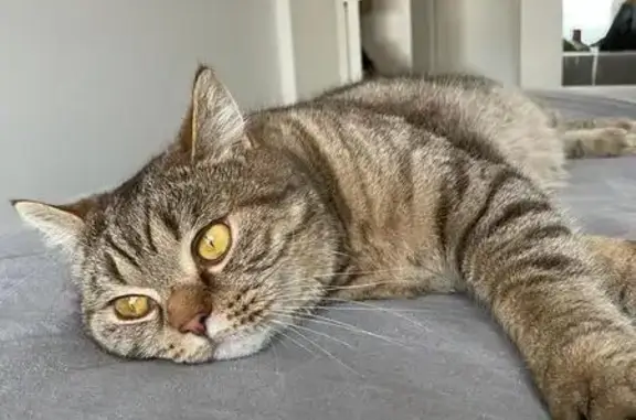 Animaux perdus Le Plessis-Bouchard, photo: Chat marron tigré perdu - Le Plessis