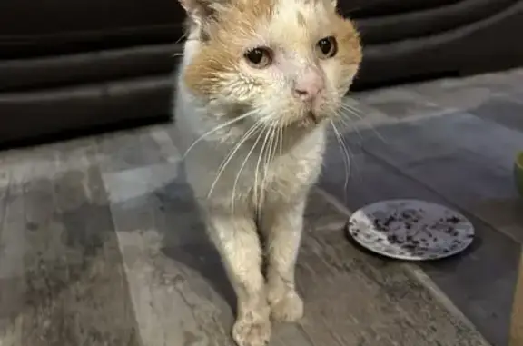 Chat roux et blanc perdu - photo