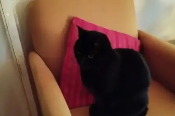 Chatte noire perdue au Mans - photo