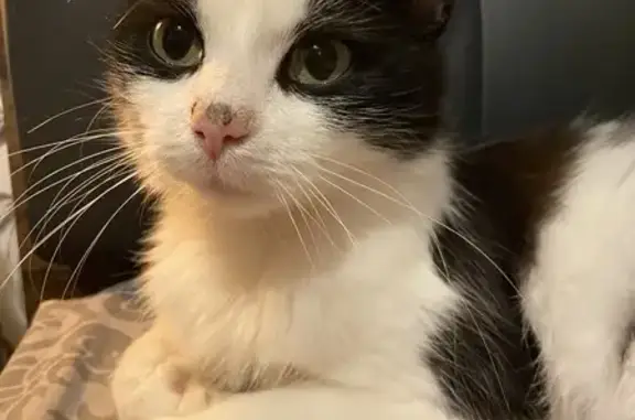 Chatte perdue à Avesnelles - photo
