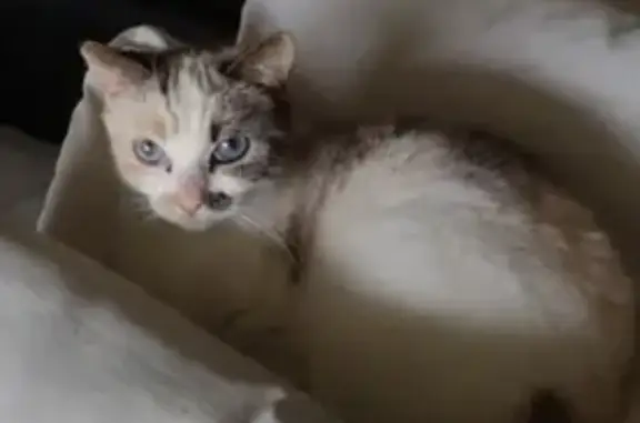 Animaux trouvés Angoulême, photo: Chat Perdu à Angoulême Trouvé