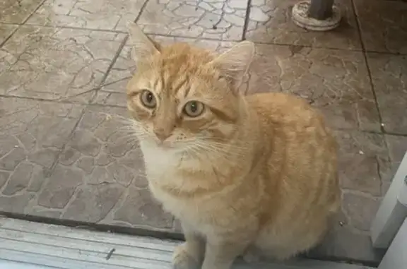 Chat affectueux trouvé à Saint-Pantaléon - photo