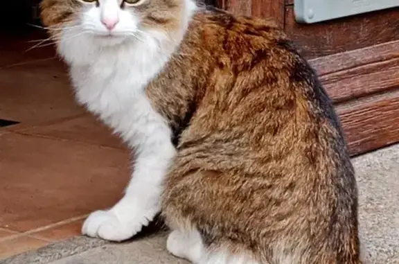 Animaux perdus , photo: Chat Pierrot perdu - Récompense