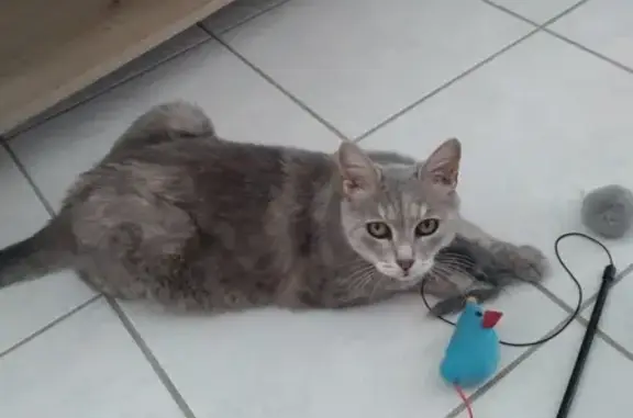 Chatoune grise et beige retrouvée - photo
