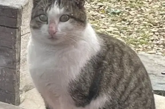Chat affectueux trouvé à Nivigne - photo