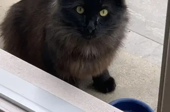 Chat marron trouvé à Montpellier - photo