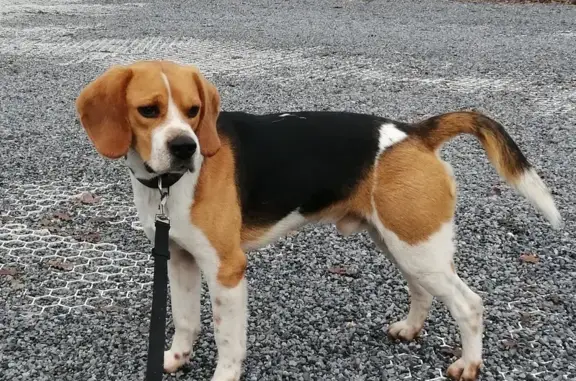Beagle perdu trouvé à Camblanes - photo