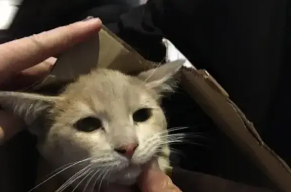 Chat roux trouvé à Saint-Quentin - photo
