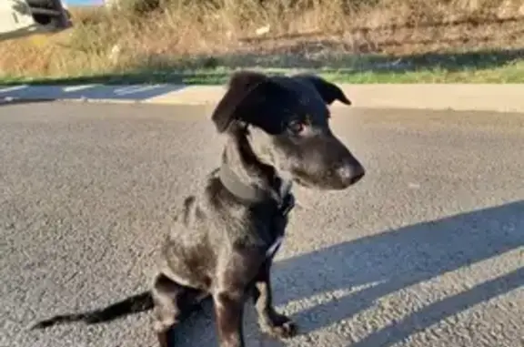 Chiot noir perdu à Furiani - photo