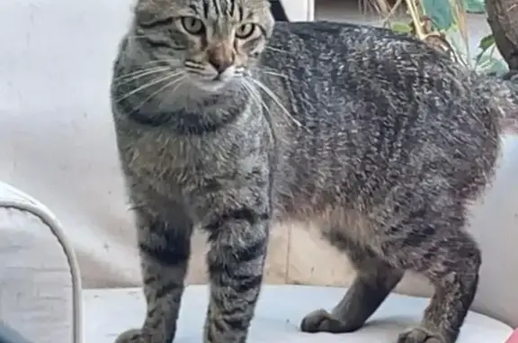 Animaux perdus Vic-Fezensac, photo: Chat Européen Gris Perdu - Vic