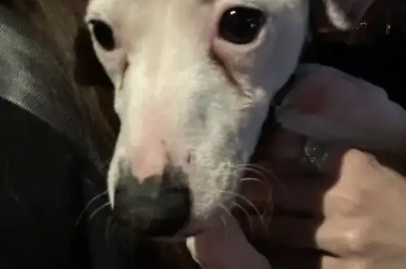 Jack Russel perdu, Rue de Reims - photo