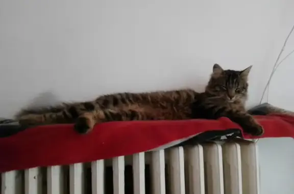 Chat perdu, Orcines, photo: Chat tigré perdu à Orcines