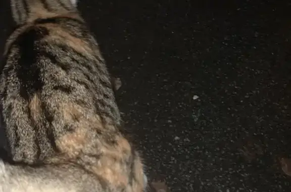 Chat trouvé à Sens, apeuré - photo