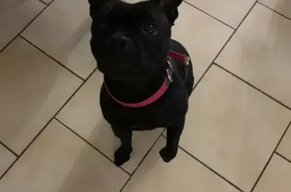 Animaux trouvés , photo: Chiot staffy femelle perdu
