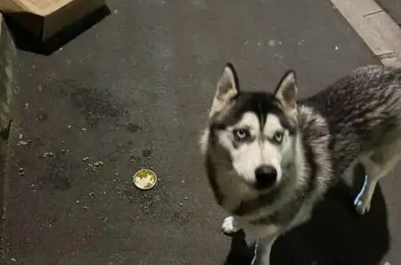 Husky perdu à Aulnay-sous-Bois - photo