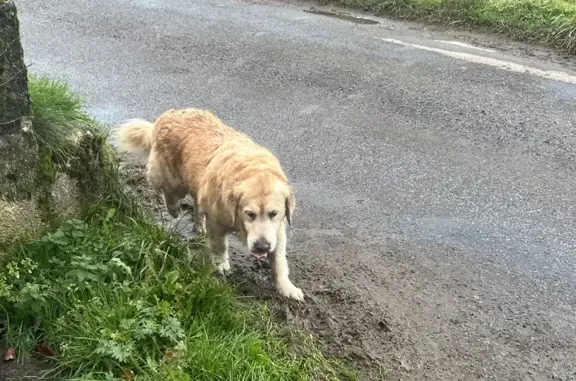 Chien trouvé , photo: Chien perdu à Gez-ez-Angles