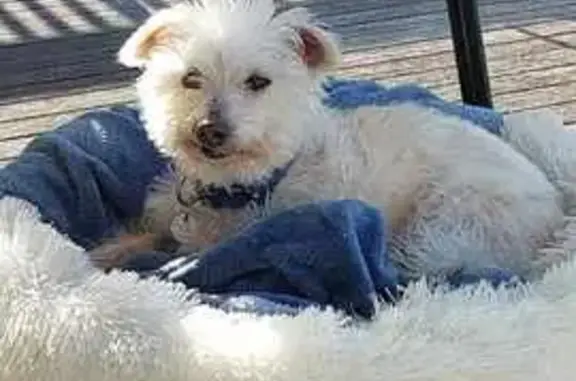 Lost Dog Scruffy in Wyndham - Help Find Him!