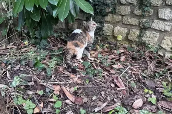 Chatte écaille trouvée blessée - photo