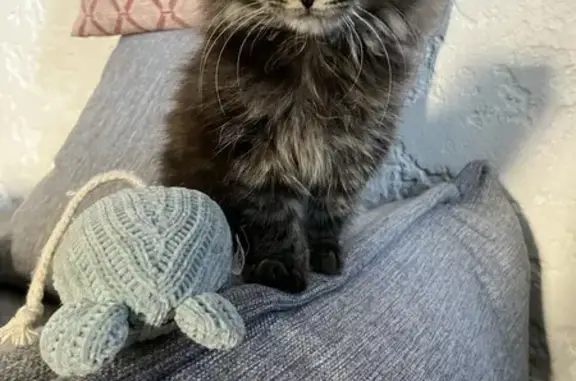 Chat perdu, , photo: Chaton tigré perdu à Kœtzingue
