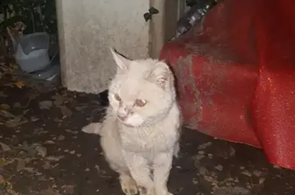 Chat blessé trouvé à Saint-Michel - photo