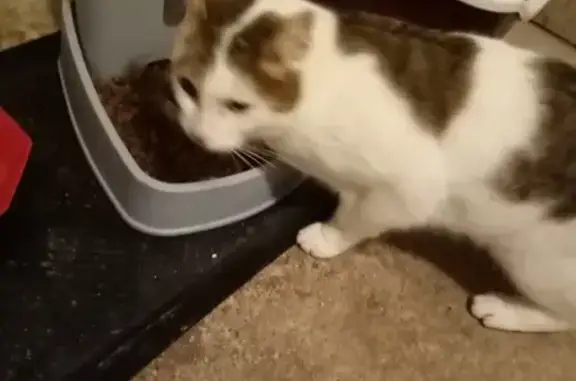 Chat mâle blanc et gris trouvé - photo