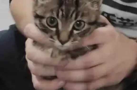 Chaton trouvé à Montfort-le-G. - photo