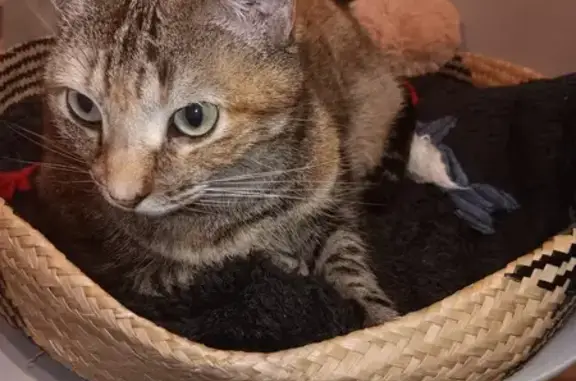 Chat perdu, Les Sorinières, photo: Chatte écaillée perdue - Sorinières