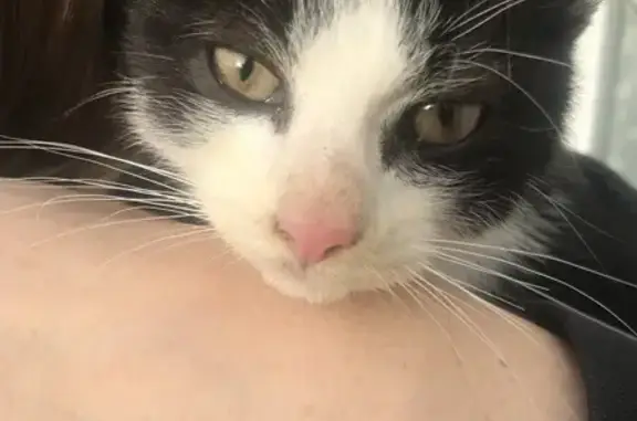 Chaton noir et blanc trouvé - photo
