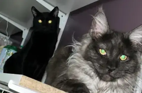 Chat perdu, Thiers, photo: Chat Aslan Maine Coon Perdu