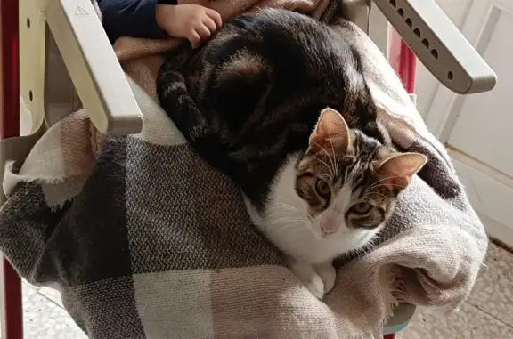 Animaux perdus Nîmes, photo: Chat blanc/tigré perdu à Nîmes