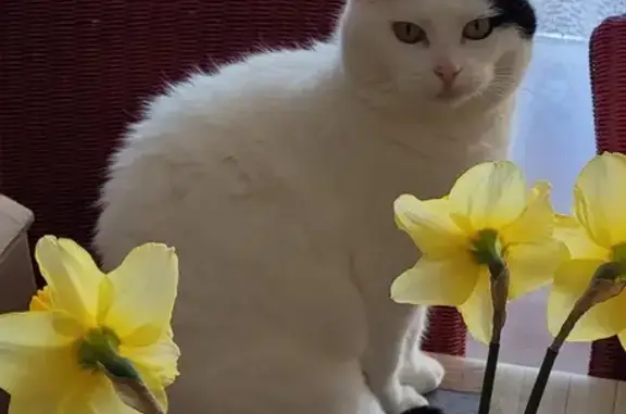 Animaux perdus Gauchy, photo: Chat sans collier oreille coupée perdu